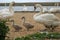 Swan and cygnets