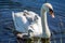 A Swan and Cygnets