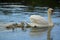 Swan and cygnets