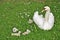 Swan and Cygnets (Anserinae)