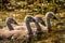 Swan cygnets babies in Danube Delta