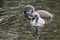 Swan cygnets swimming in pond Cygnus olor