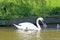 Swan and cygnets on the Tiverton Canal