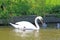 Swan and cygnets on the Tiverton Canal