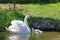 Swan and cygnets on the Tiverton Canal