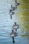 Swan cygnets - ugly ducklings