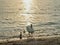 Swan with cygnets waddling to shore by sunset reflected on water surface