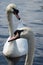 Swan (Cygnini)
