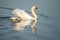 Swan, Cygnini. White swan.