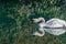 Swan, Cygnus on the Altmuehl river in Essing, Bavaria, Germany