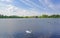 Swan cygnus anatidae and Geese Branta canadensis