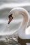 Swan Cygnus olor swimming on the water. Swans head and drops