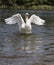 Swan Dance