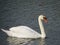 Swan in the Danube Delta