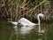 Swan in the Danube delta, Tulcea, Romania