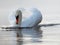 A swan defending its territory