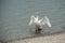 swan Deploying his wings in the lake