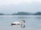 A swan on Derwentwater, Keswick, Lake District, UK