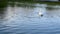 Swan Dipping Its Head Under Water Feeding