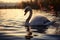 Swan with a distinctive red beak gracefully traverses the pond