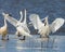 Swan disturbance on the ice shelf