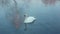 Swan dive. Diving swan. Waterfowl bird. White swan swimming in lake