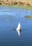 Swan diving on pond