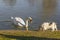 Swan and dog. Swan in the pond and dog on the shore. Swan and dog getting acquainted