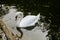 The swan drinks water, beaks drip from the beak