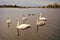 Swan, duck birds on pond water in Reykjavik, Iceland