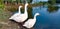 Swan,Duck, gander, goose, duckling, walking towards a pond. Livestock.