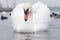 Swan, duck, gulls and bald-coots. Swans, ducks and gulls in the seaport waters on a cloudy winter day