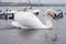 Swan, duck, gulls and bald-coots. Swans, ducks and gulls in the seaport waters on a cloudy winter day