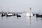 Swan, duck, gulls and bald-coots. Swans, ducks and gulls in the seaport waters on a cloudy winter day