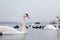 Swan, duck, gulls and bald-coots. Swans, ducks and gulls in the seaport waters on a cloudy winter day