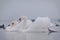 Swan, duck, gulls and bald-coots. Swans, ducks and gulls in the seaport waters on a cloudy winter day