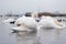 Swan, duck, gulls and bald-coots. Swans, ducks and gulls in the seaport waters on a cloudy winter day