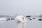 Swan, duck, gulls and bald-coots. Swans, ducks and gulls in the seaport waters on a cloudy winter day