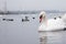 Swan, duck, gulls and bald-coots. Swans, ducks and gulls in the seaport waters on a cloudy winter day