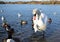 Swan, Ducks and Seagulls On Lake