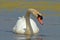 Swan eating kelp