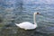 Swan - Ecological balance scene