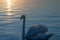 a swan enjoying the morning sun at the lake