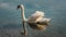 Swan enjoying swimming in the lake