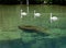 Swan Escort Manatee - Homosassa Springs