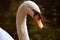 Swan face image in pool
