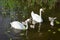 Swan family