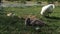 Swan family with big chicks in a summer day