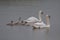 Swan family and chick calling for attention