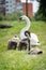 Swan family with children